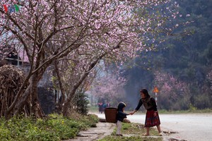 Ngẩn ngơ trước cảnh đào muộn bung nở ở Hà Giang