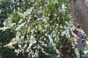 Ngỡ ngàng sắc trắng hoa sưa về trên phố phường Hà Nội