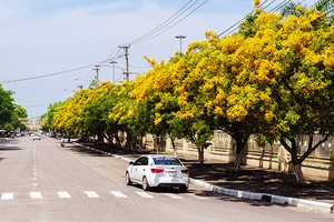 Những con đường hoa sưa vàng rực ở Quảng Nam