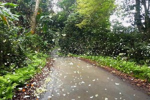 Đến Cúc Phương ngắm “rừng bươm bướm”