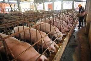 Thịt lợn đang khủng hoảng thừa về lượng, khiến giá giảm chưa từng thấy trong 10 năm qua (ảnh minh hoạ)