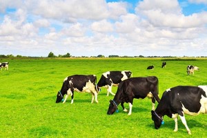 Đại gia Thái Lan tiếp tục đăng ký mua gần 15 triệu cổ phiếu VNM