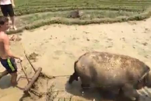 Khách Tây cởi trần cuốc đất, cho trâu đi bừa tại Mù Cang Chải