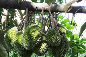 Mùa này ở Lung Cột Cầu, sầu riêng chín mọng, thơm ngào ngạt