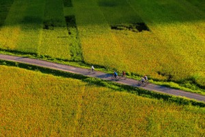 Lịch trình trốn nóng cuối tuần với Tam Cốc mùa lúa chín trong 24 giờ