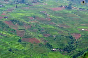 Thung lũng lúa xanh rì trong lõi rừng Yên Bái