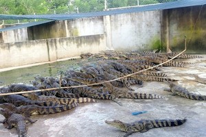 Cá sấu ở Sài Gòn bị bỏ đói vì rớt giá