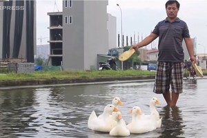 Người Hà Nội chăn vịt ở khu đô thị ngập quanh năm