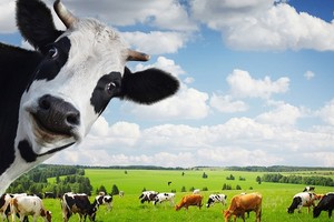 Đại gia Thái Lan vẫn kiên trì mua thêm cổ phiếu VNM