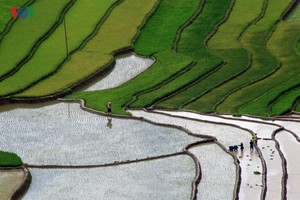 Mù Cang Chải đẹp lung linh mùa đổ nước