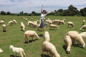 Check-in tại cánh đồng cừu đẹp ngỡ ngàng ở Vũng Tàu