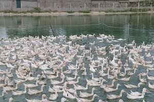 Một trang trại vịt ở huyện Yên Thành. Ảnh: Hải Bình.