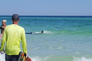 Cá mập lên bờ, du khách nữ té nước đuổi 