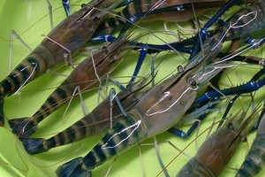 Nhà báo Trung Quốc bỏ nghề đi nuôi tôm thành triệu phú