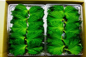 Những nông sản Việt 'đắt như vàng' khi xuất sang Nhật