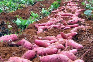 Nông dân miền Tây lại điêu đứng vì khoai lang rớt giá