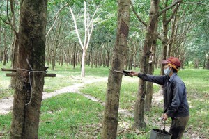 VRG hiện quản lý 300 ha đồn điền cao su trong nước . Trong ảnh: Khai thác mủ cao su tại Công ty Cao su Hà Tĩnh. Ảnh: Đức Thanh