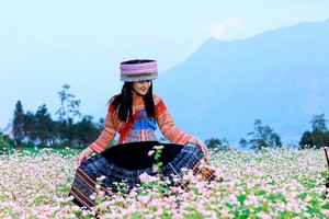 Sắp diễn ra Lễ hội hoa Tam giác mạch Fansipan