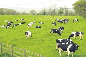 GTNFoods (GTN): Cổ đông lớn nhất muốn mua thêm gần 4 triệu cổ phiếu