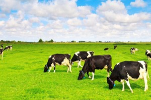 Vinamilk: Lợi nhuận ròng cả năm lần đầu vượt 10.000 tỷ đồng