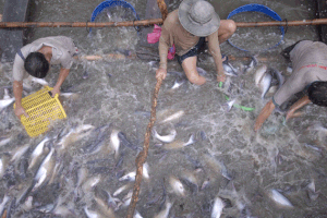 Mặc dù có rào cản mới, xuất khẩu cá tra năm 2018 vẫn có thể đạt mức gần 2  tỷ USD