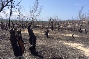 Khu vực rừng phi lao phòng hộ ven biển tại Mỹ An bị cháy. (Ảnh: Phạm Kha/TTXVN).