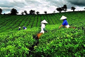 Mua cổ phiếu VLC không báo cáo, GTNfoods bị phạt 90 triệu đồng