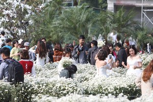 Người Hà Nội chen chân chụp ảnh trong vườn cúc hoạ mi