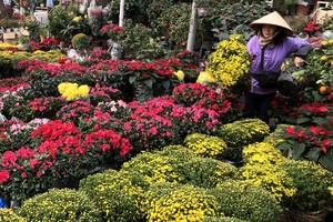 Cây cảnh Hà Nội đua giảm giá để xả hàng