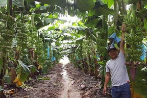 Thaco đăng ký mua gần 70 triệu cổ phiếu HNG