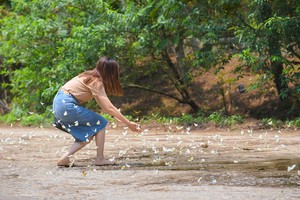 Du khách đổ về rừng Cúc Phương ngắm hàng triệu cánh bướm