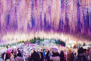 Thiên đường hoa tử đằng nở rộ ở Nhật Bản