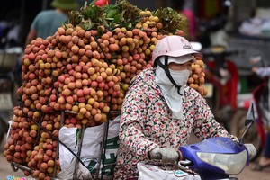 Nhiều tiểu thương khẳng định loại vải họ bán là "vải thiều Lục Ngạn, Thanh Hà". Ảnh minh họa.