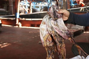 Mực xà Việt bị ùn ứ tại cảng. Ảnh: Đắc Thành.