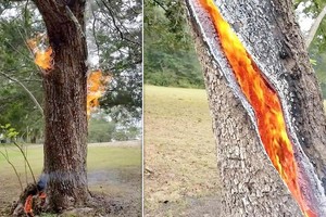 Thân cây tách đôi bốc cháy từ bên trong