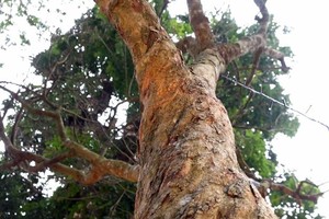 Cây hoàng mai gần 120 năm tuổi