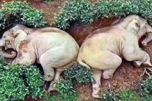 Tác dụng của rượu khiến những con voi ngủ mê mệt. Ảnh: Twitter.