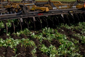 Máy cày phá nát thửa đậu đang xanh tốt tại một trang trại ở Florida. Ảnh: New York Times. 