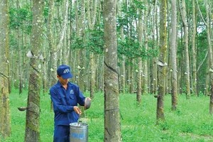 Ngày 20/1, Cao su Đồng Phú - Đắk Nông (DPD) giao dịch trên UPCoM với giá tham chiếu 9.700 đồng/CP