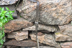 Cuộc chiến không khoan nhượng giữa 3 con vật diễn ra suốt nửa tiếng.