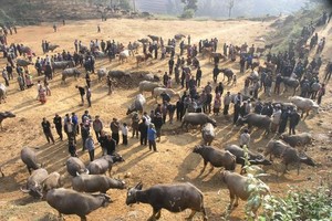 Đầu năm Tân Sửu đi chợ trâu lớn nhất vùng biên viễn Tây Bắc