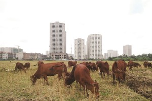 Hàng trăm dự án nhà ở không thể triển khai do vướng pháp lý.