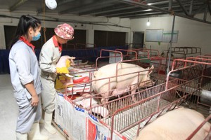 Cổ phiếu nông nghiệp lệch pha