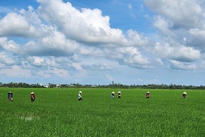 Người dân trên cánh đồng lúa tại huyện Tháp Mười, tỉnh Đồng Tháp.