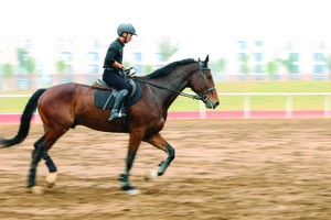 Chiêm ngưỡng ngựa quý triệu đô ở Hải Phòng