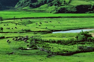 Măng Đen - Kon Tum có điều kiện thuận lợi để đầu tư xây dựng sân Golf.