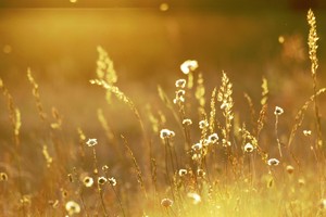 Giá vàng ngày 20/6: Bất ngờ lao dốc