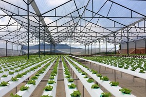 Lĩnh vực nông nghiệp áp dụng công nghệ cao đã mang về những khoản doanh thu đáng kể, đóng góp cho sự tăng trưởng của DLG (ảnh minh họa)