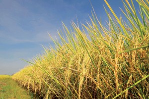 Hiện có khá nhiều doanh nghiệp nông nghiệp đã lên sàn như: VFG, PAN, NSC...