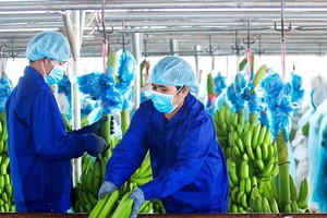 Xem xét hủy niêm yết HAG, sự việc chưa có tiền lệ, áp lực lên cơ quan quản lý